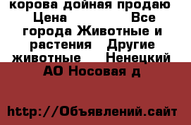 корова дойная продаю › Цена ­ 100 000 - Все города Животные и растения » Другие животные   . Ненецкий АО,Носовая д.